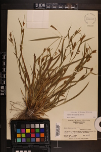 Carex flaccosperma image