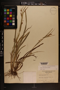 Carex flaccosperma image