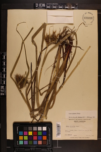 Carex gigantea image