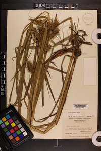 Carex gigantea image