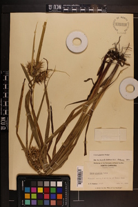 Carex gigantea image