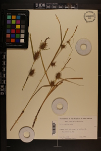 Carex gigantea image