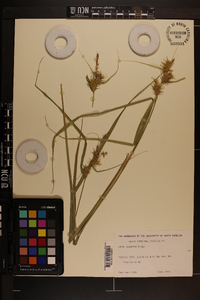 Carex gigantea image