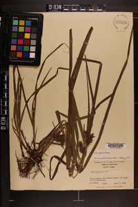 Carex gigantea image