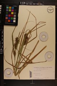 Carex gigantea image