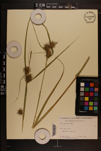 Carex gigantea image