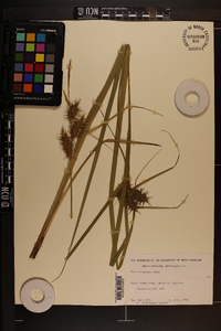 Carex gigantea image