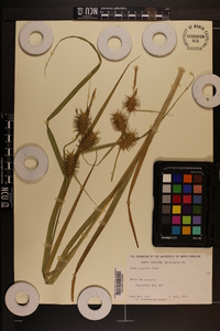 Carex gigantea image