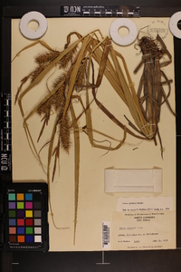 Carex gigantea image