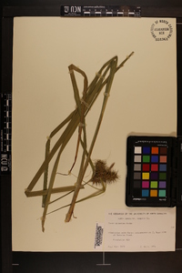 Carex gigantea image