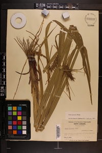 Carex gigantea image