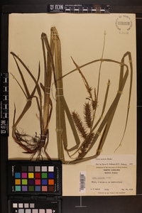 Carex gigantea image