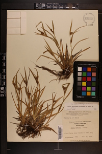 Carex glaucodea image