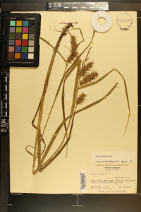 Carex gigantea image