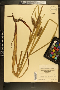 Carex gigantea image