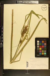 Carex gigantea image