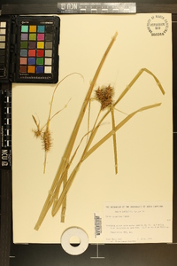 Carex gigantea image