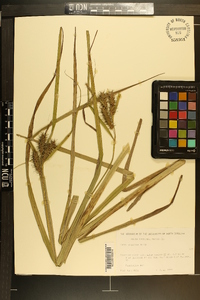 Carex gigantea image