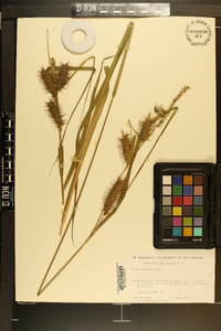 Carex gigantea image