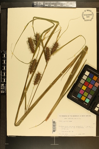 Carex gigantea image