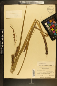 Carex gigantea image