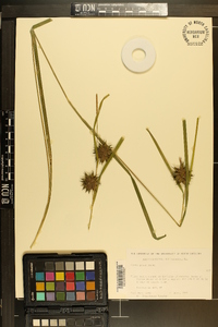 Carex grayi image