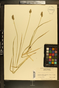 Carex laevivaginata image