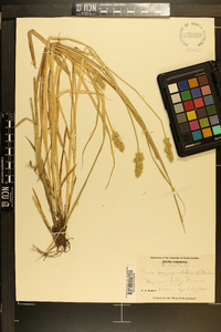 Carex laevivaginata image