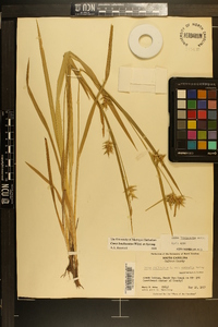 Carex lonchocarpa image