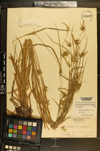 Carex lonchocarpa image