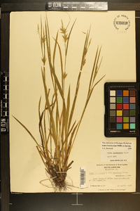 Carex lonchocarpa image