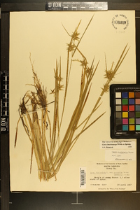 Carex lonchocarpa image