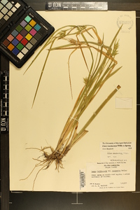 Carex lonchocarpa image