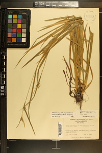 Carex lonchocarpa image