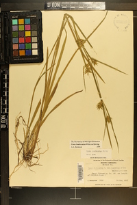 Carex lonchocarpa image