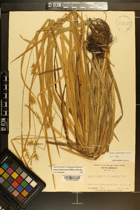 Carex lonchocarpa image