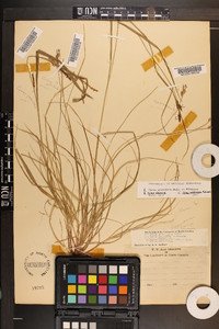 Carex caroliniana image