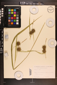 Carex grayi image