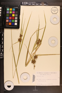 Carex grayi image