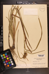 Carex grayi image