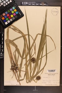 Carex grayi image