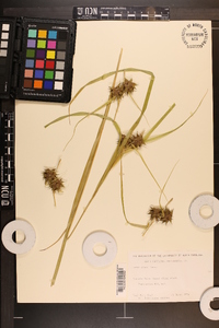 Carex grayi image