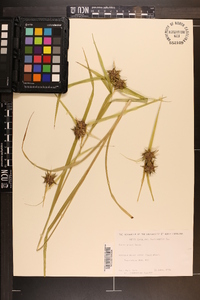 Carex grayi image