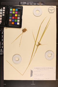 Carex grayi image