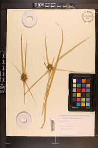 Carex grayi image