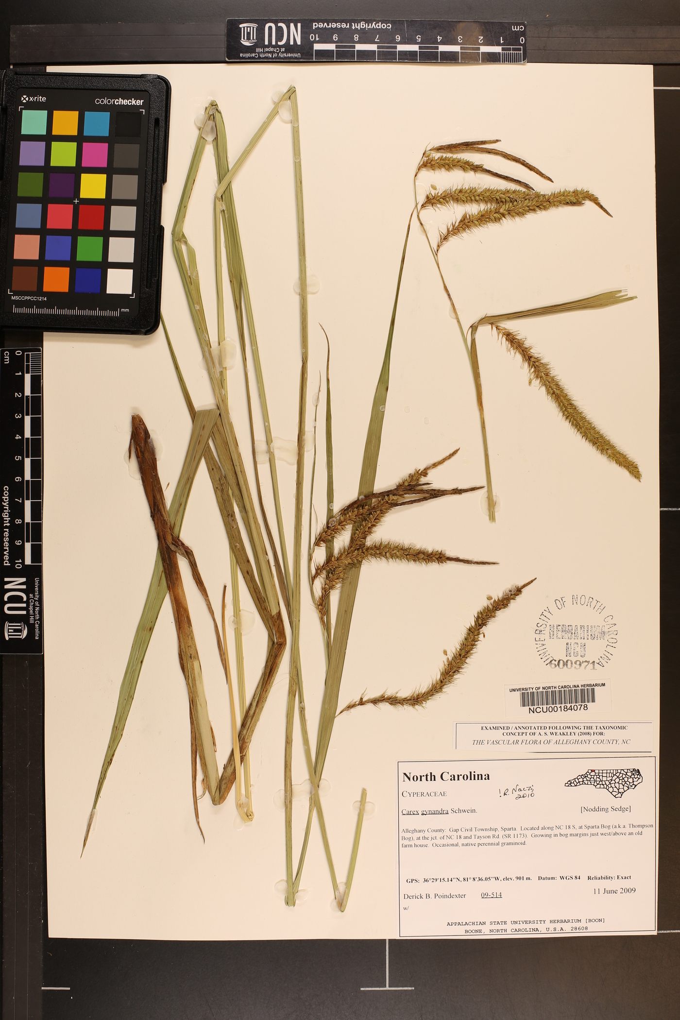 Carex gynandra image