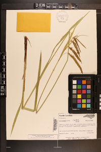 Carex gynandra image