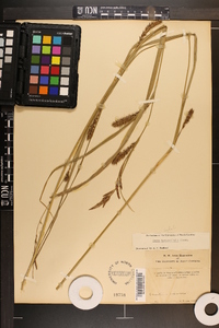 Carex hyalinolepis image