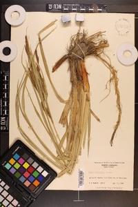 Carex hyalinolepis image