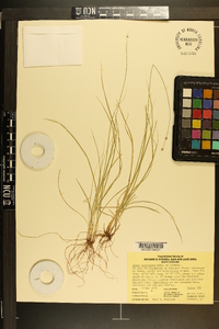 Carex retroflexa image